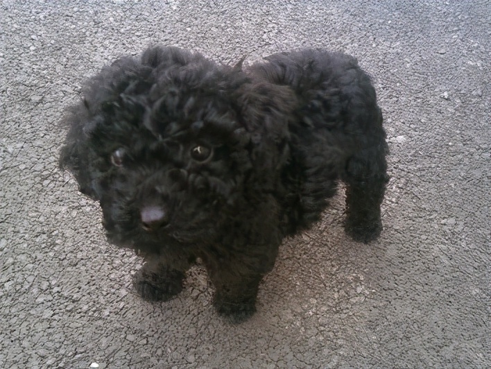 黑色贵宾犬好养吗,黑色贵宾犬为什么不建议养