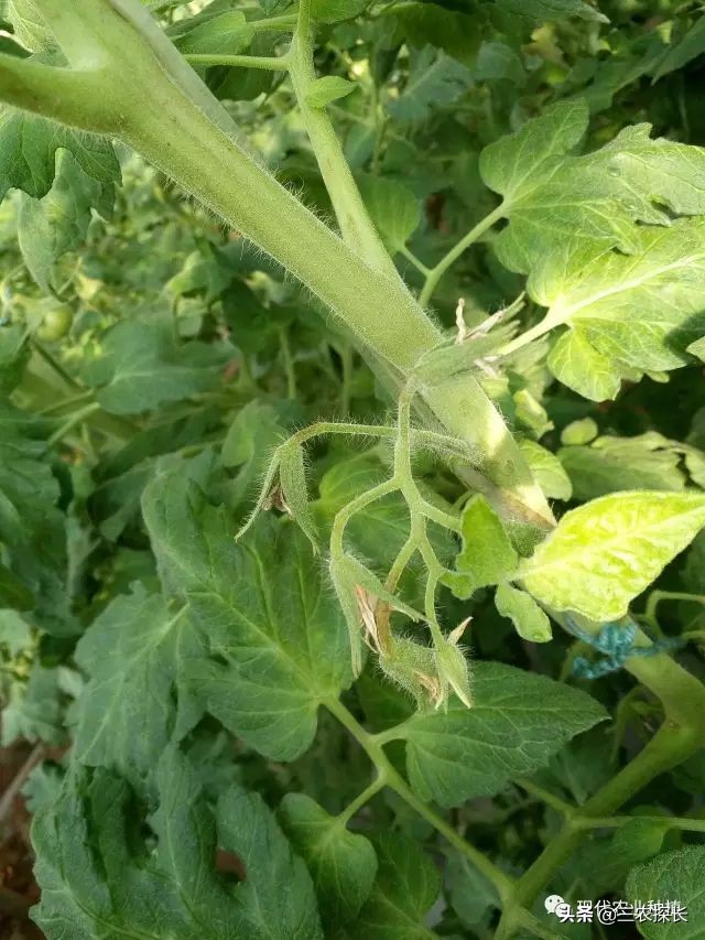 番茄花弱是什么原因,番茄花不齐不黄是怎么造成的