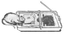 被老鼠尿液污染的食物还能吃吗,老鼠会不会用尿做标记