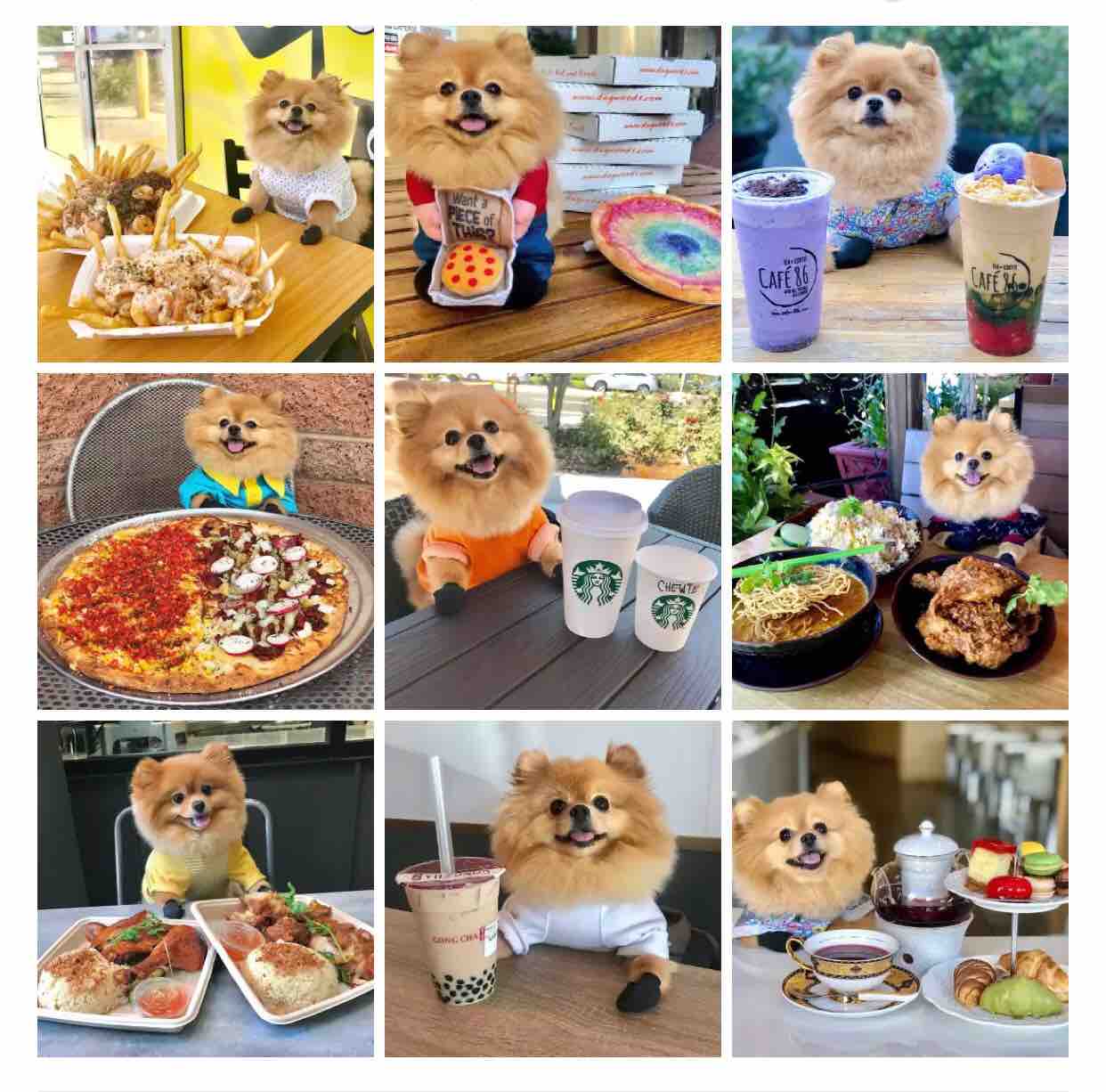 鐙楀拰鐚悆榫欒櫨,瀹犵墿鐚悆瀹犵墿榫欒櫨