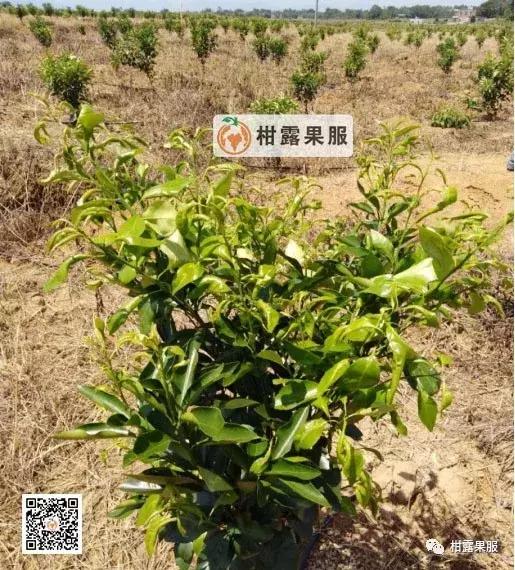 柑橘的常见病虫害和预防方法,柑橘新叶卷曲是什么虫害如何防治