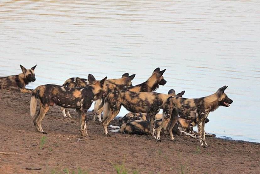 东非大草原狮子和鬣狗战争,鬣狗女王与狮群