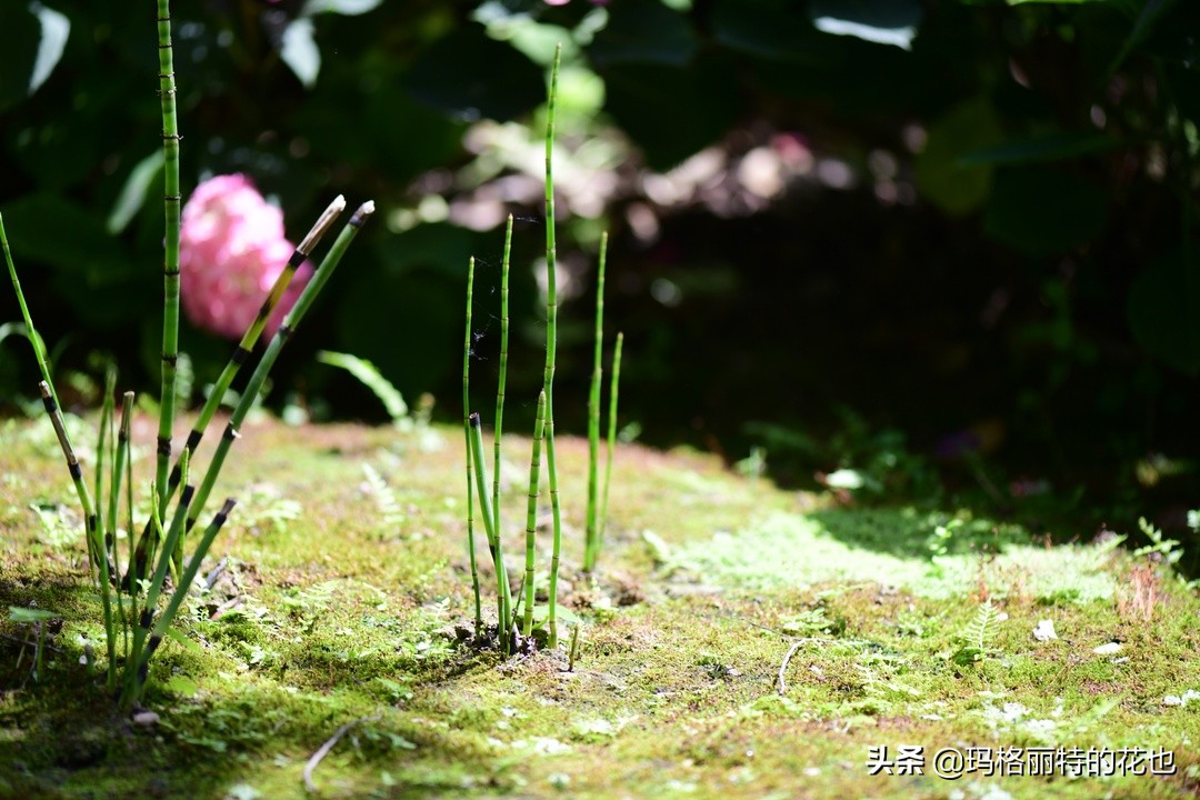 河马花园植物大全,荷马花园的月季