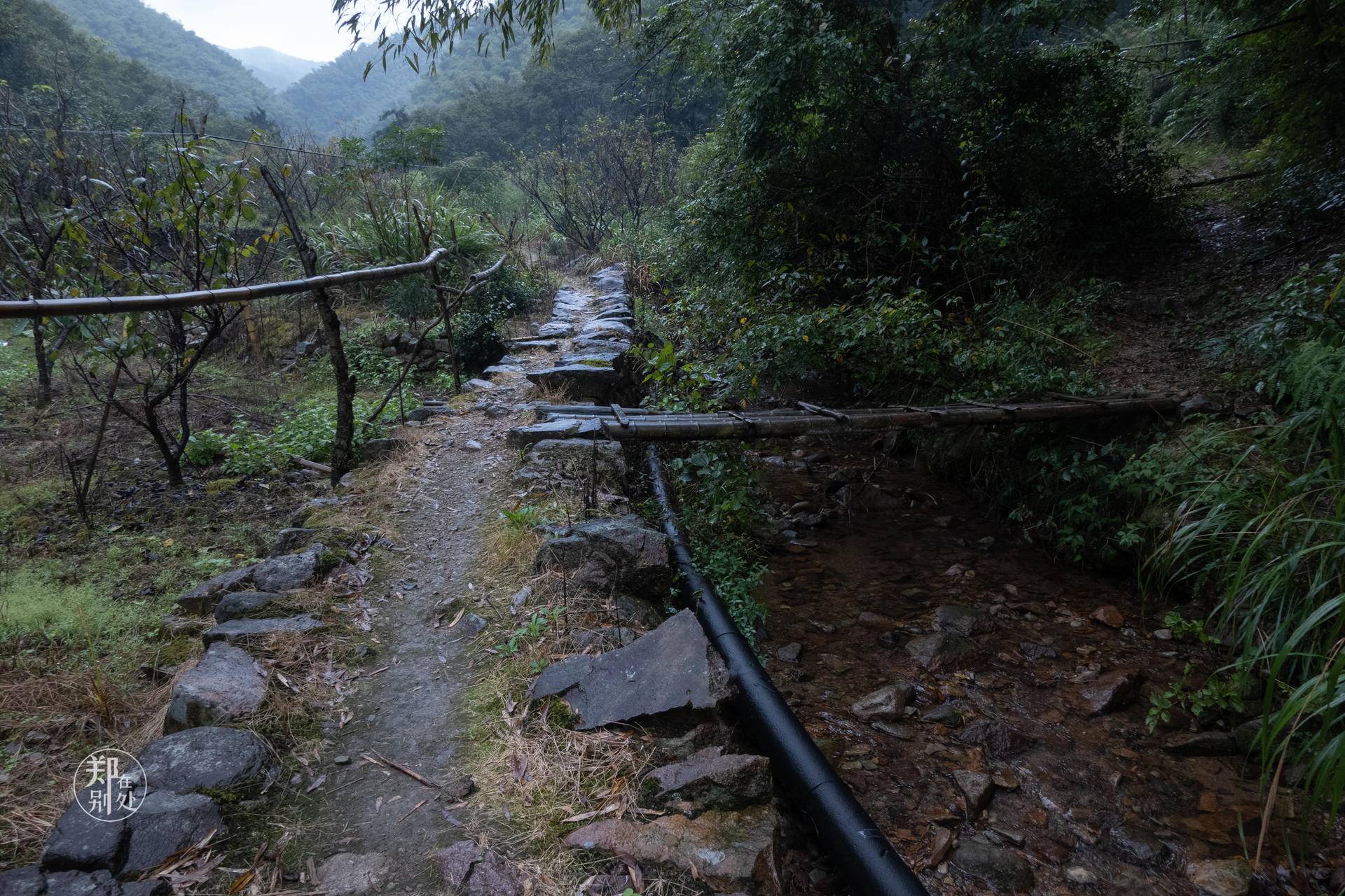 香榧古道,香榧古道徒步路线哪条景色美