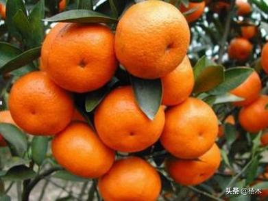 砂糖橘被老农称为杀人橘,砂糖桔又称杀人桔