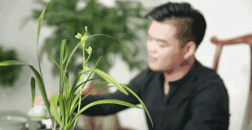 2019蕙兰端梅价格,每日一品花卉