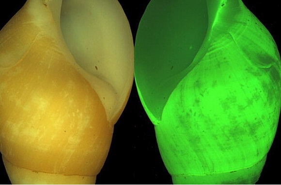 大千世界追寻神秘生物,大千世界昆虫