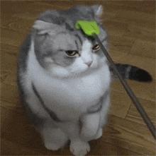 大姐gif搞笑图片,搞笑表情真人动图大全