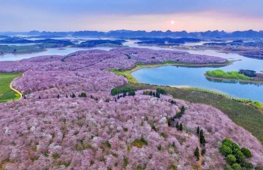 全球最大的樱花基地,全球最大樱花基地赏花时节已至