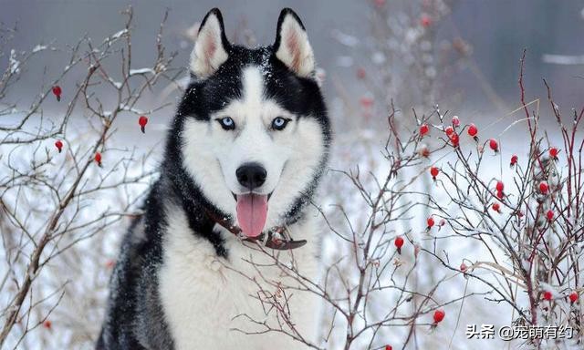 哈士奇不只是拆家他还拆狗,哈士奇不光拆家还会拆车