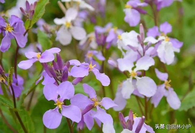 《二月兰》,二月兰中国北京