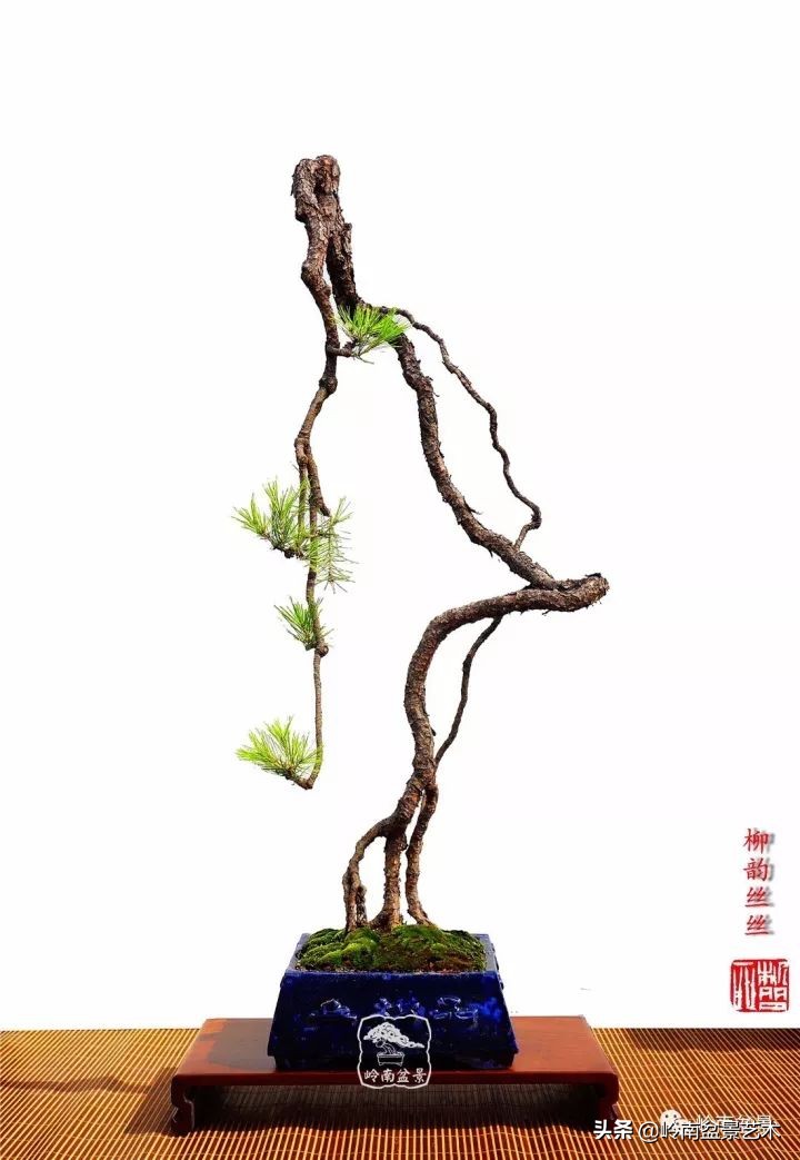 以根代杆下细上粗式盆景图片,十种适合吊着养的盆景