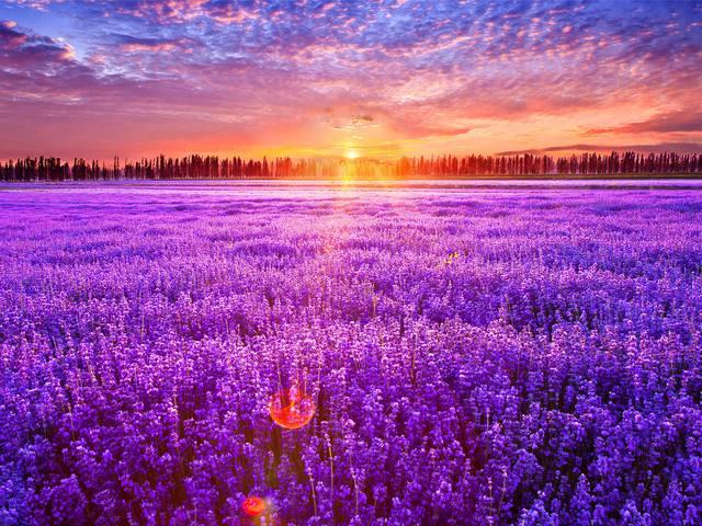 薰衣草精油是怎么用的呢,伊帕尔汗薰衣草精油的正确用法