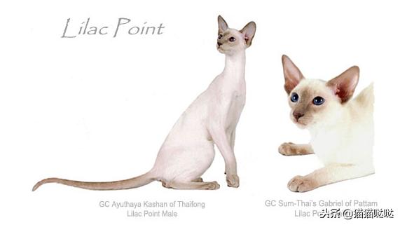 养猫新手买猫注意什么,新手养猫和买猫的注意事项