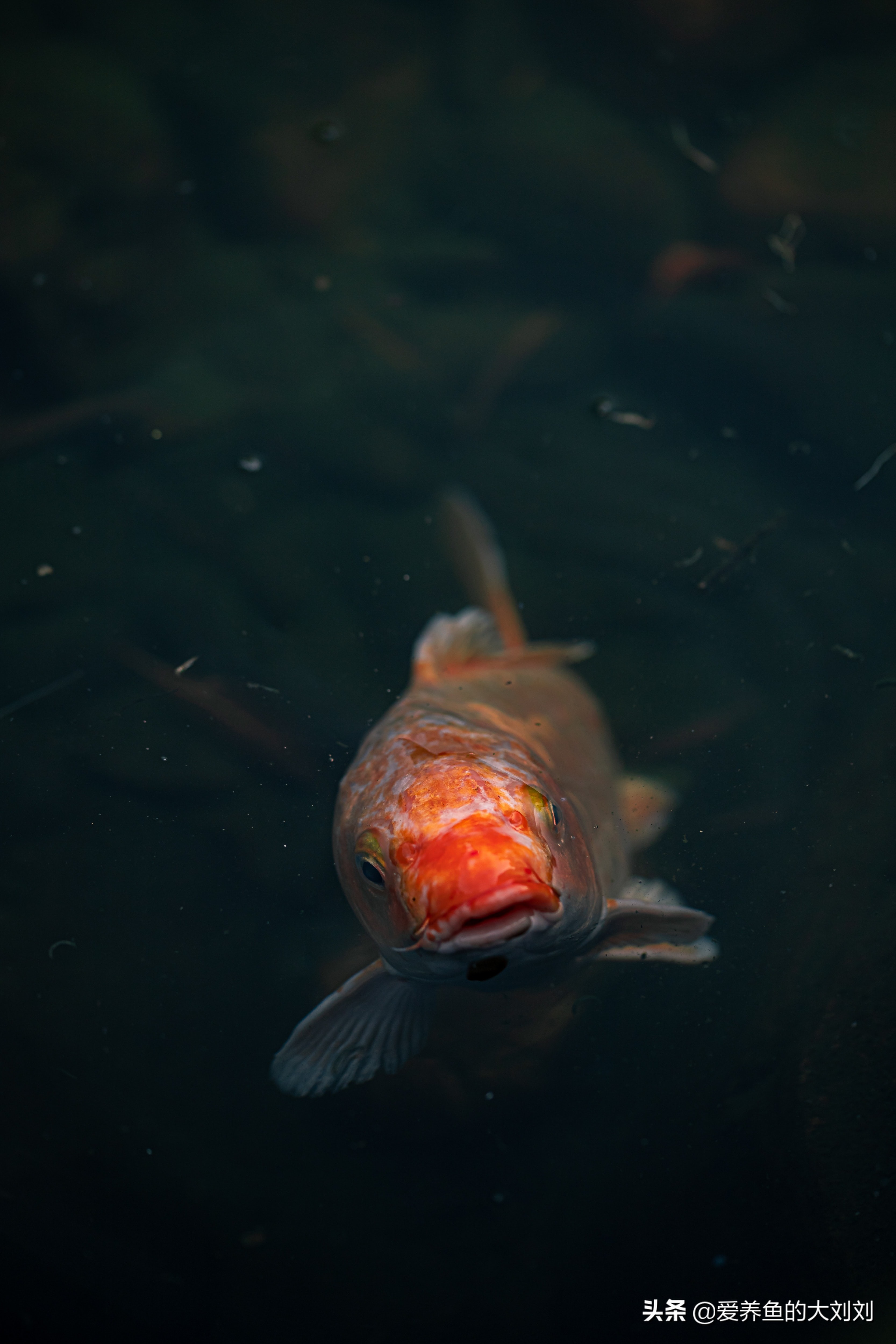 给锦鲤鱼喂菠菜用煮熟喂吗,锦鲤喂菠菜能增色吗
