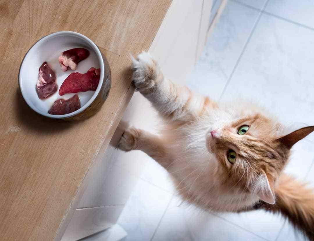 养猫维生素可以用什么代替,给猫补充维生素b2什么样子的