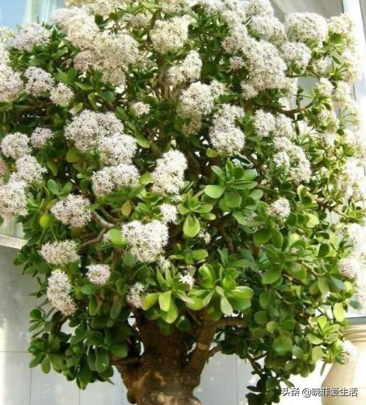 旺财旺家的3种花,5种花寓意好富贵养人