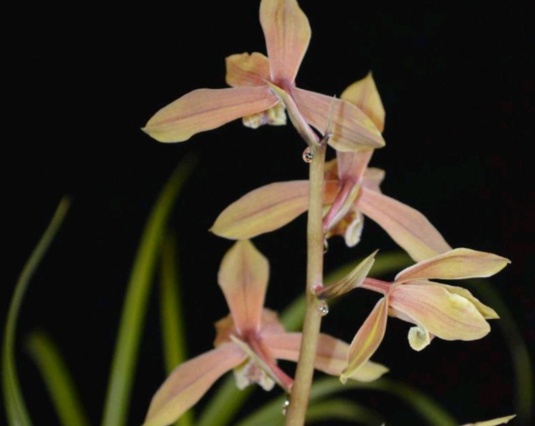 大花蕙兰冬天有花苞怎么养护开花,大花蕙兰出花苞到开花多长时间