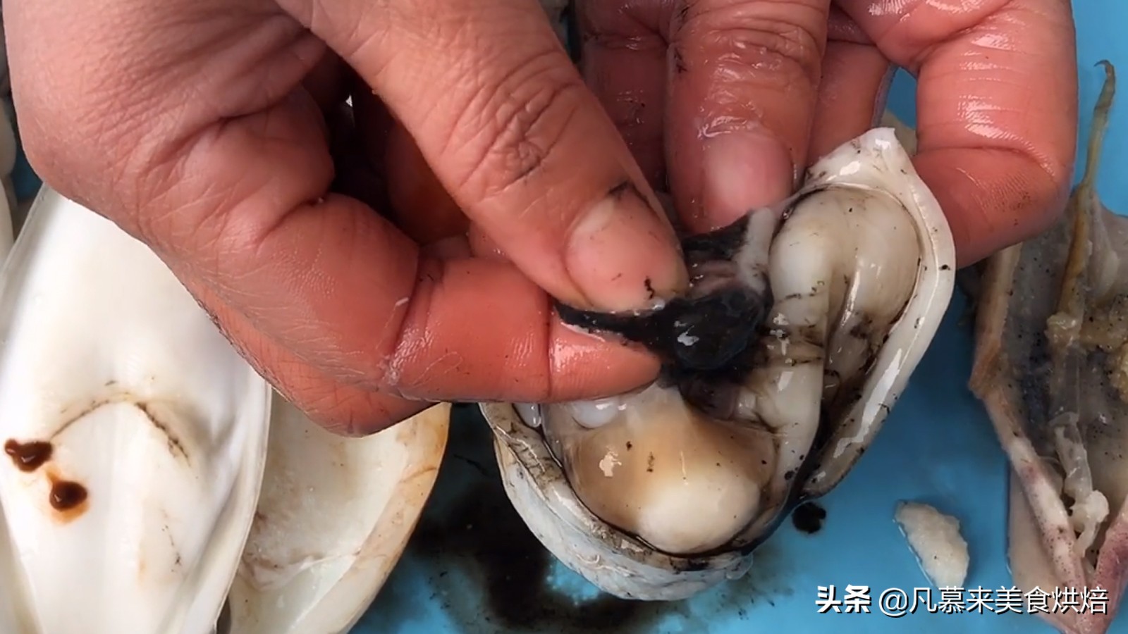 海兔八爪鱼墨鱼鱿鱼的区别,鱿鱼海兔八爪鱼三者之间区别