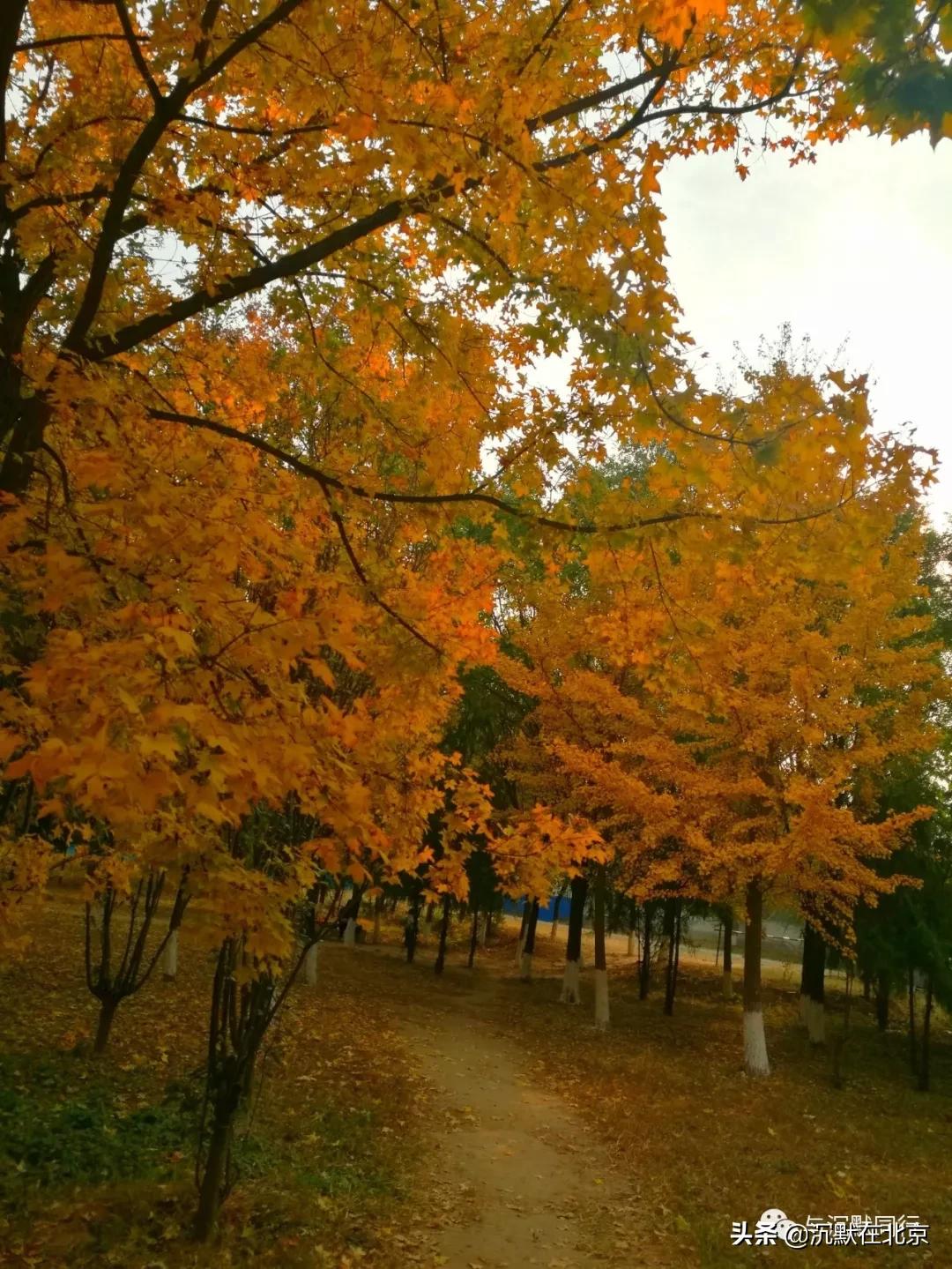 北京之秋的感受,最美的北京之秋