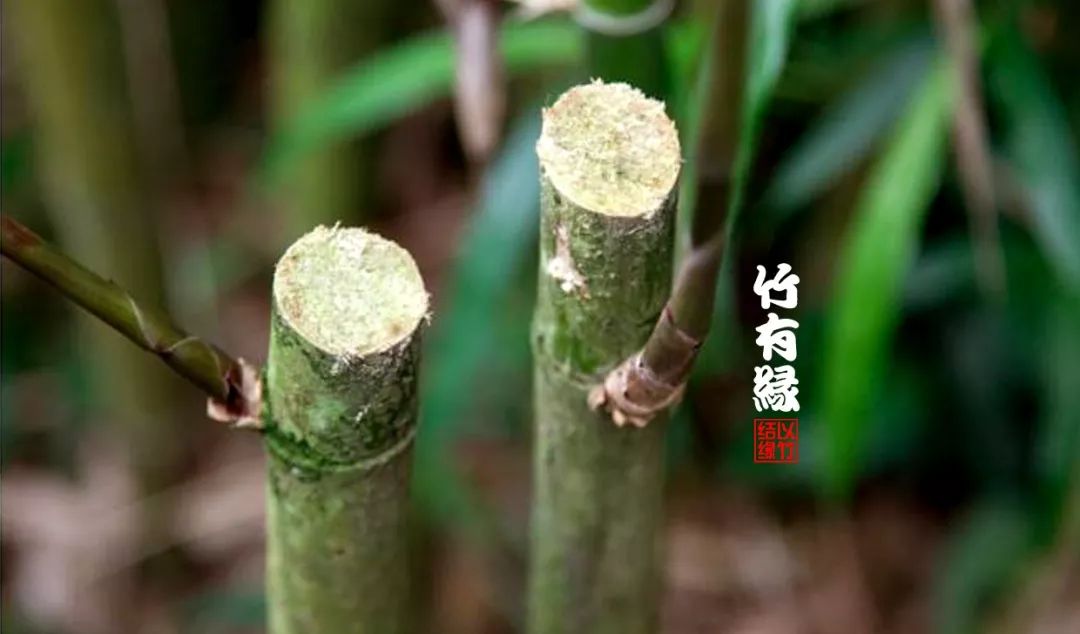 竹子本来就是空心的,竹子本就是空心的