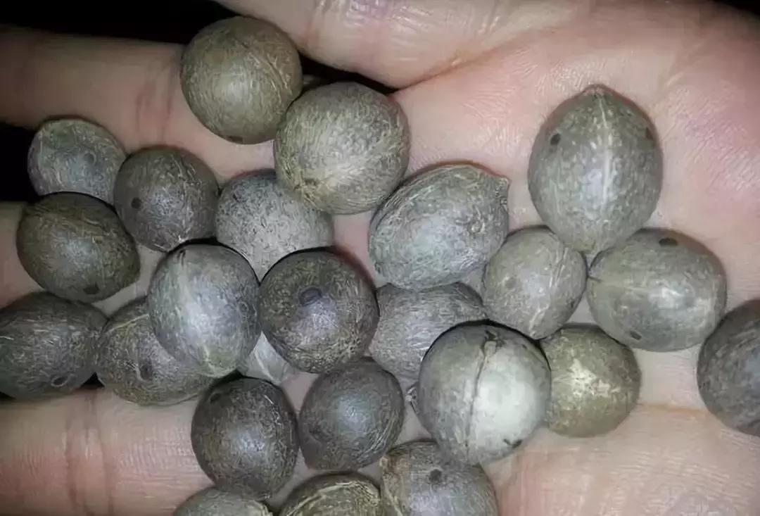 所有菩提手串大展示,菩提手串大全视频