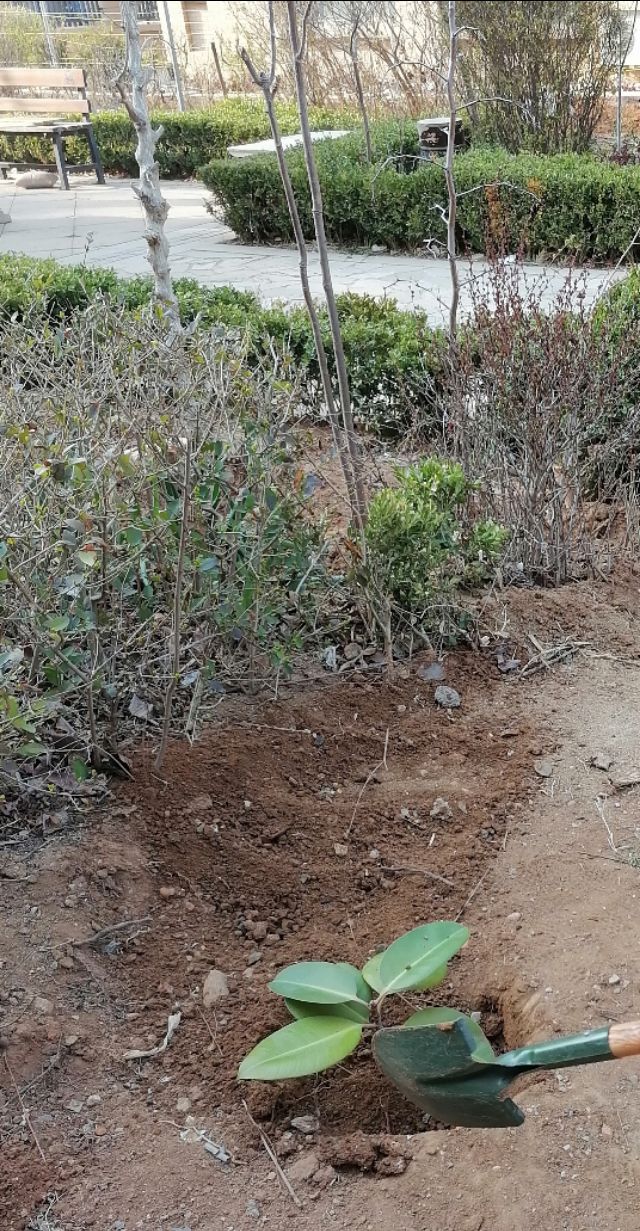 懒人养花小妙招盆栽,懒人养花直播