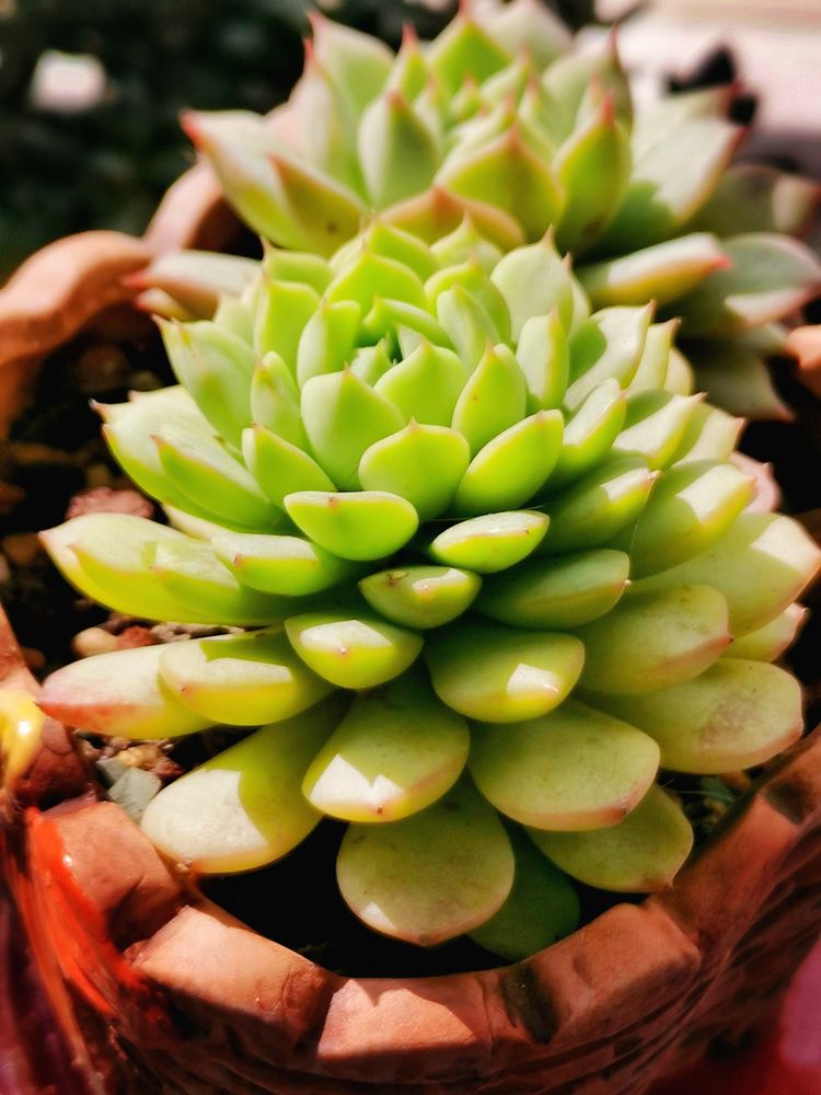 记录多肉长大的全过程,记录所有多肉成长过程