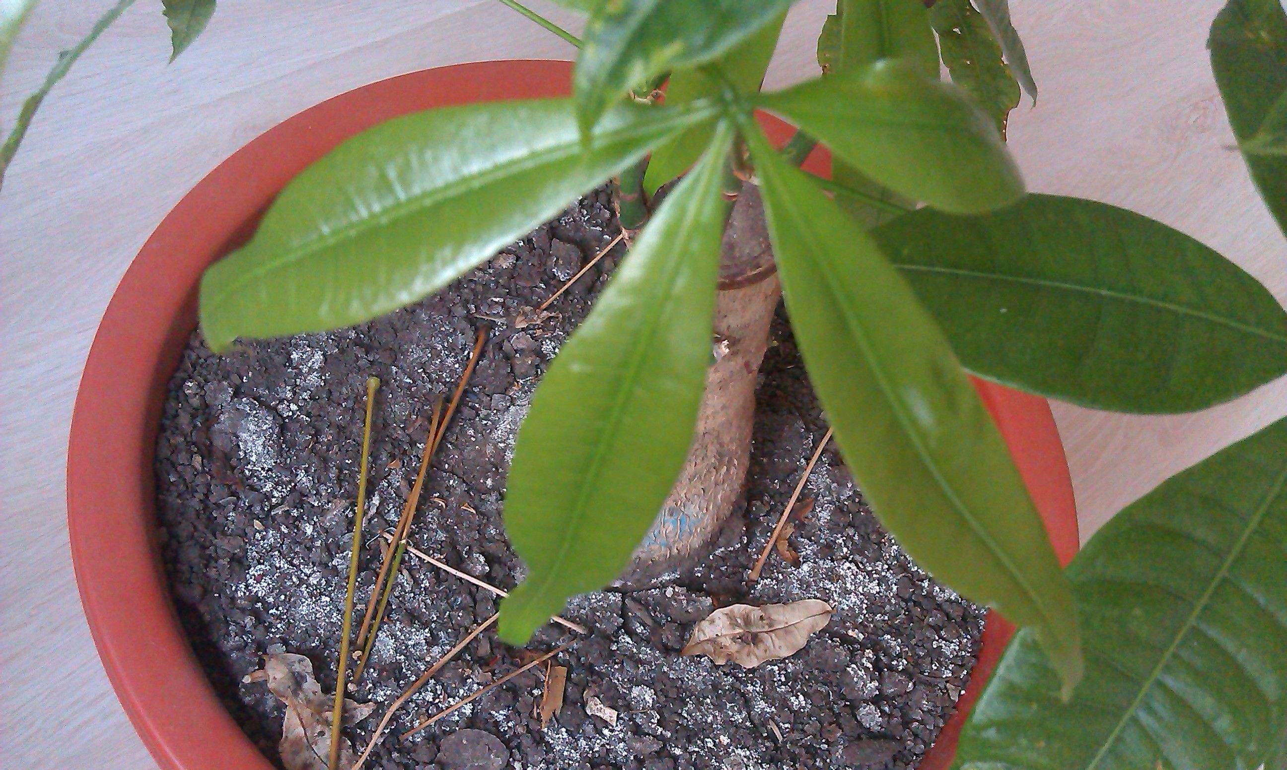 发财树叶子低垂怎么回事,发财树叶子不舒展卷曲怎么办