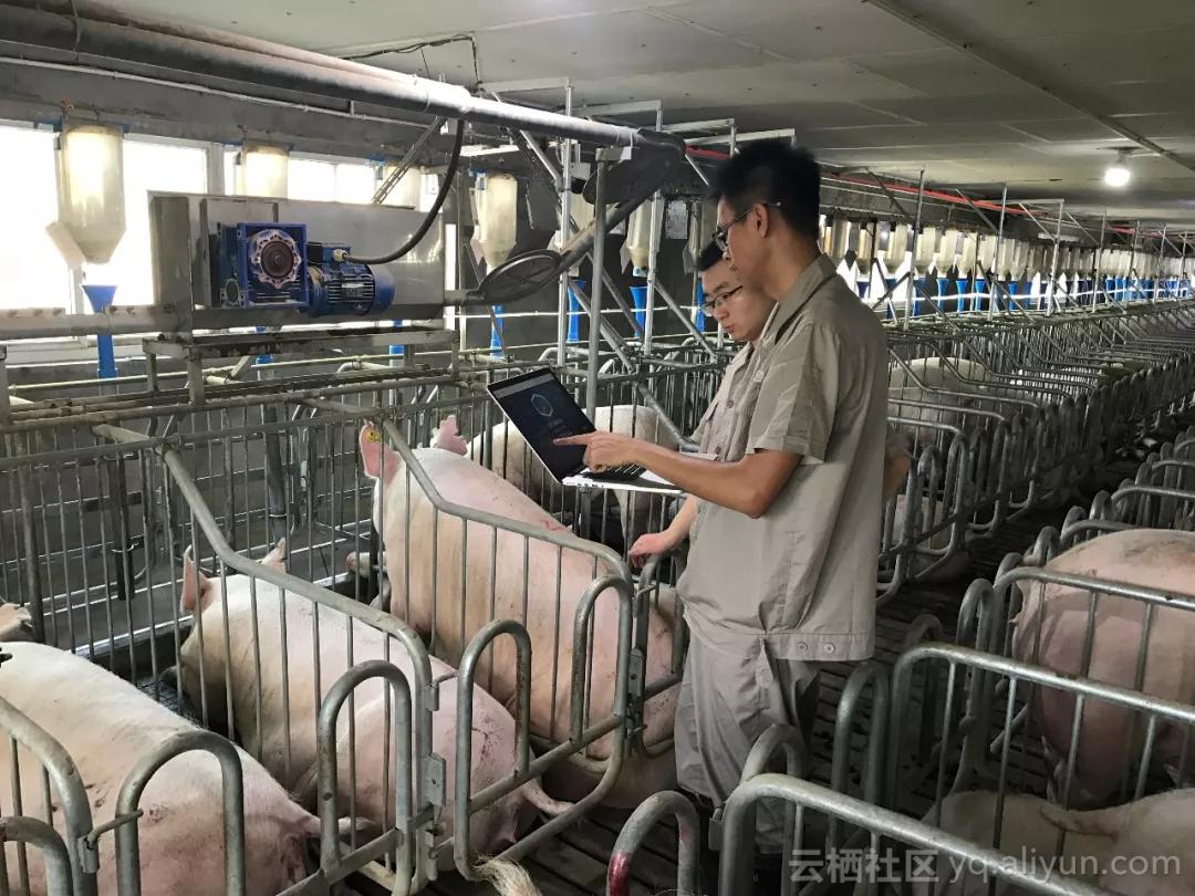 报告!这群阿里工程师在偷偷养猪