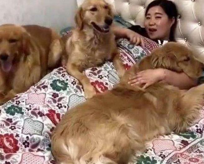 狗狗冬天暖宝宝,适合抱着睡觉的狗狗