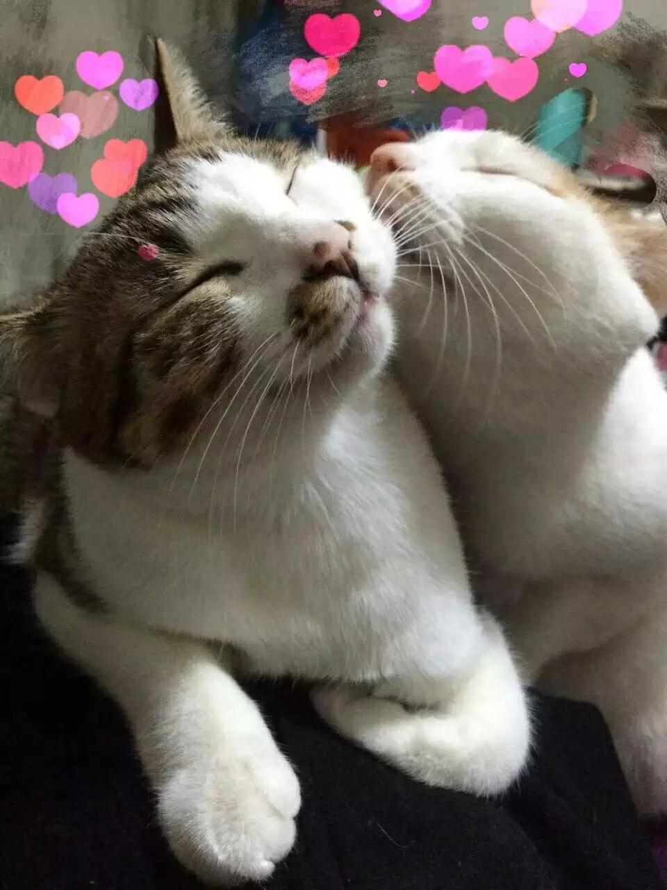 怎样写一份完美的养猫手册,新手养猫手册怎么写