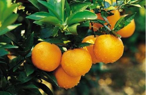 夏至时吃什么水果比较好,夏至的应季水果有哪些