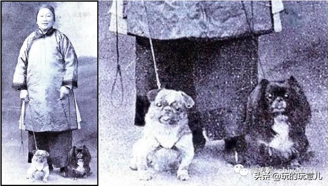 京巴狗与西藏狗,京巴犬和西班牙獒