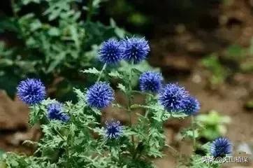 戈壁当中最常见的植物,在野外都能捡到的稀有植物