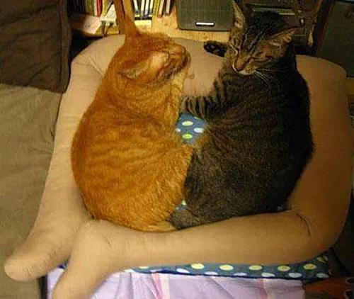 主人网购了个假肢，终于不用受猫咪折磨了：这下可算解脱了