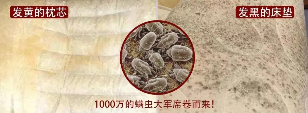 500万只螨虫陪你入睡,消除螨虫的100种方法