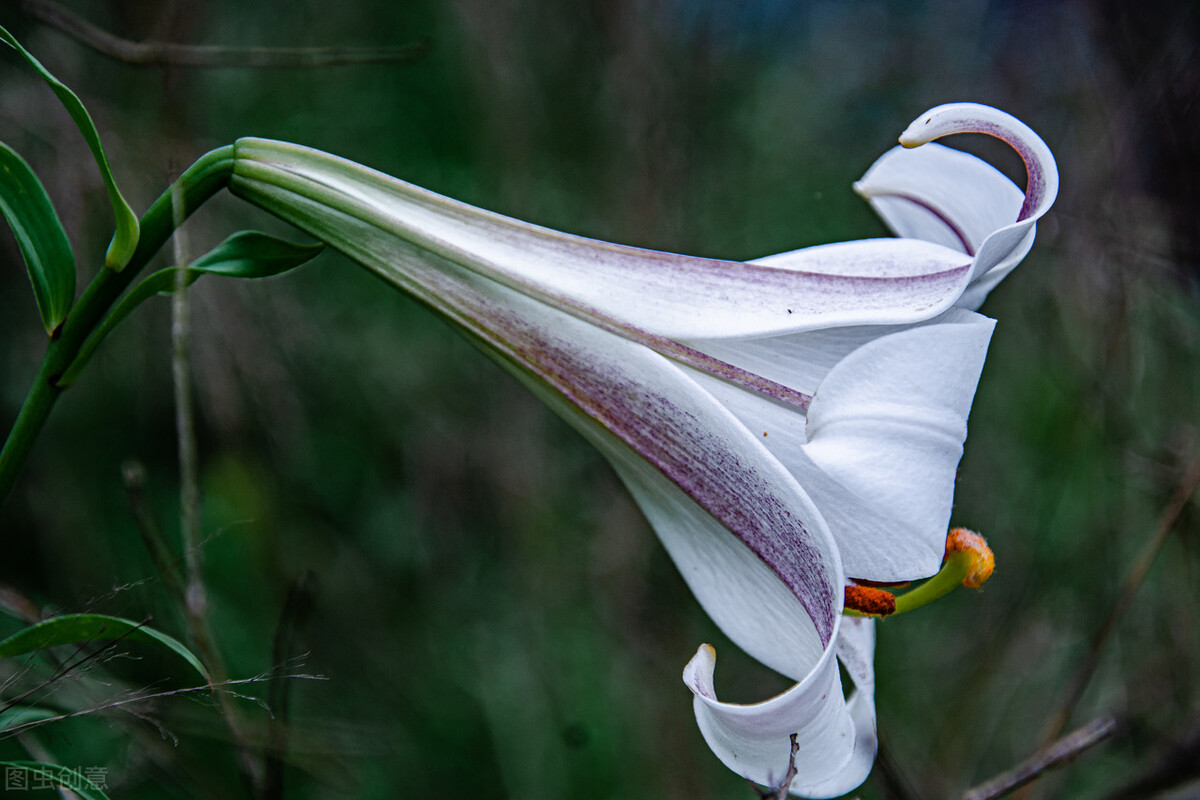 适应在室内养的十种花,天气变凉了花要搬到屋里来吗