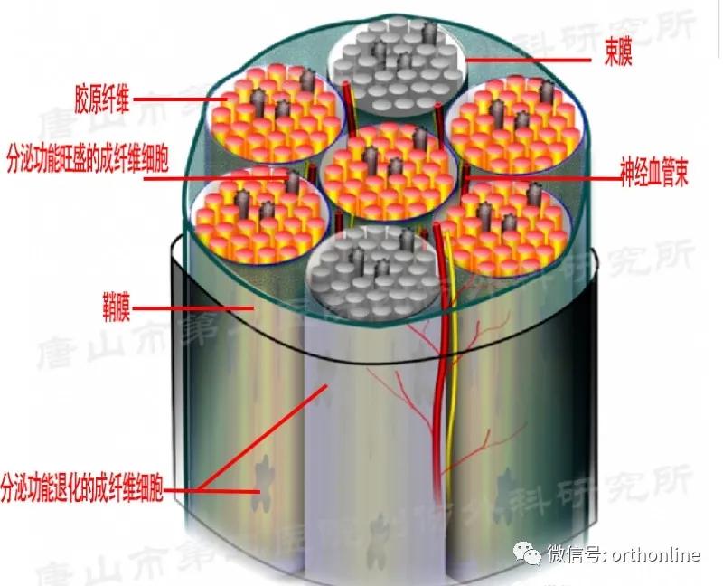手部肌腱不完全断裂能完全复原吗,手部屈指肌腱损伤最难处理的部位