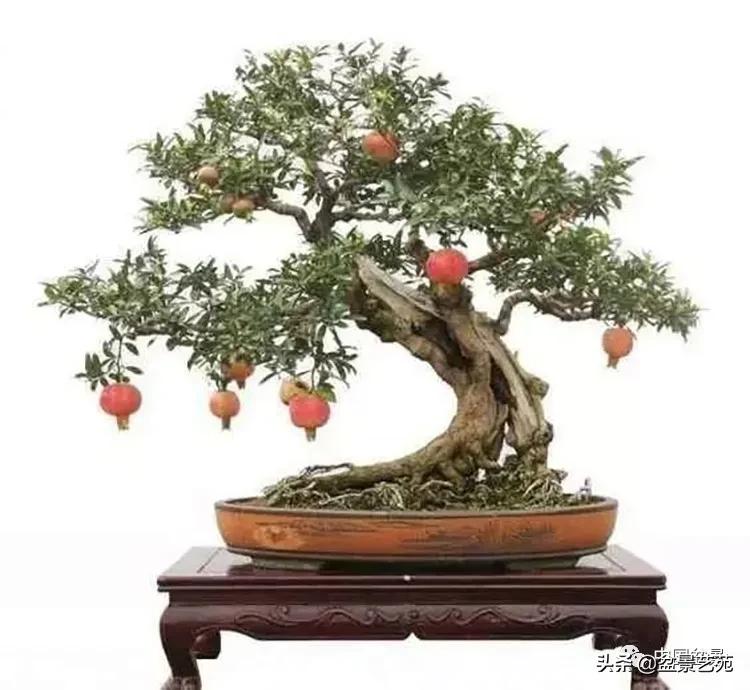 金银花盆景的修剪方法,盆景的修剪知识与技法