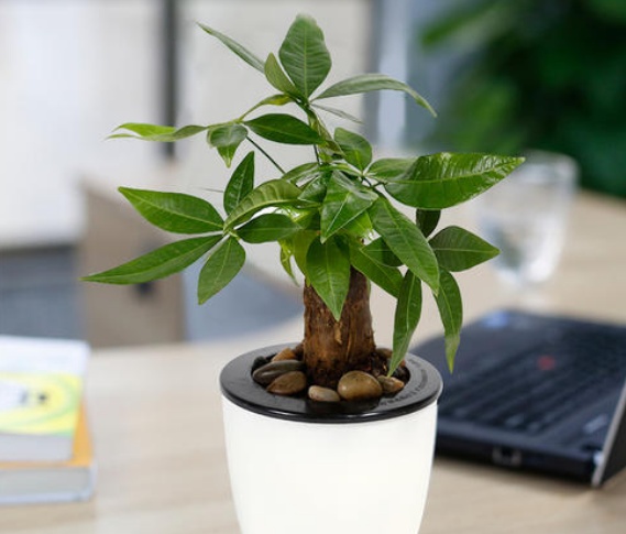 发财树的养殖方法,幸福树的养殖方法