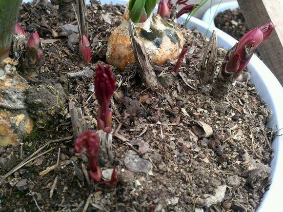 花中宰相芍药花开,花中宰相指什么花