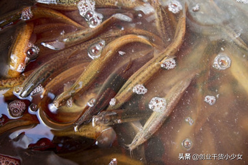 良种泥鳅养殖技术,泥鳅养殖技术苗种培育