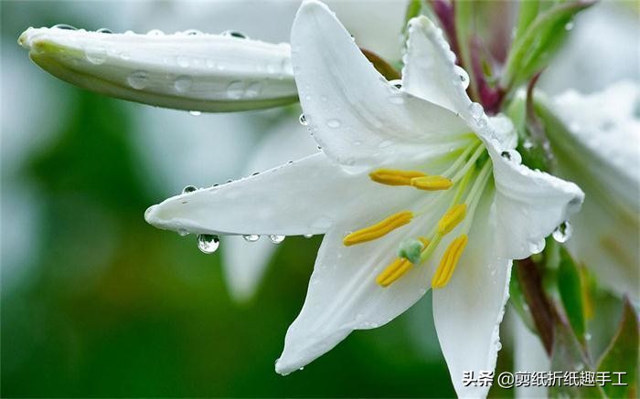 百合花怎么剪,百合花怎么剪才能开花