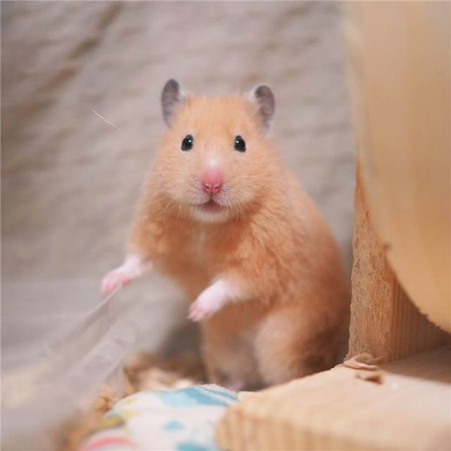 从仓鼠睡姿看出仓鼠是否信任主人,仓鼠向主人露牙齿