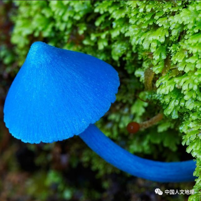 摄影彩色蘑菇,摄影师拍摄迷你蘑菇