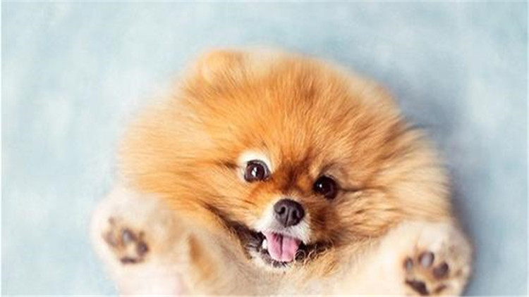 狗狗也要保养皮肤啦,狗狗也要爱护好牙齿