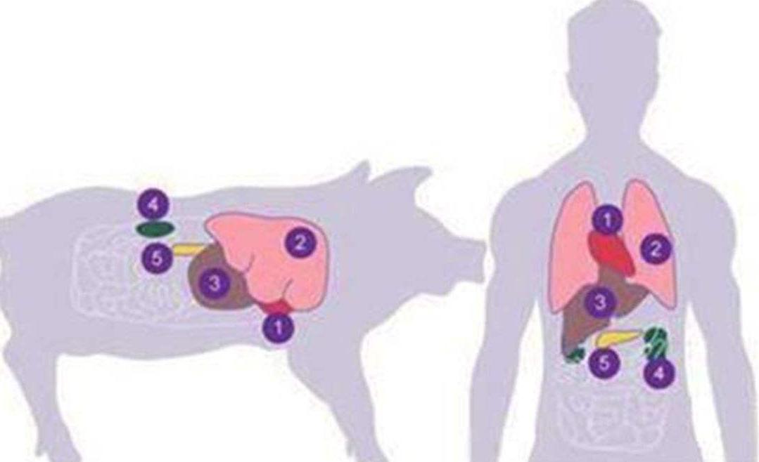 猪猴杂交新物种,世界首例猪猴杂交在中国诞生