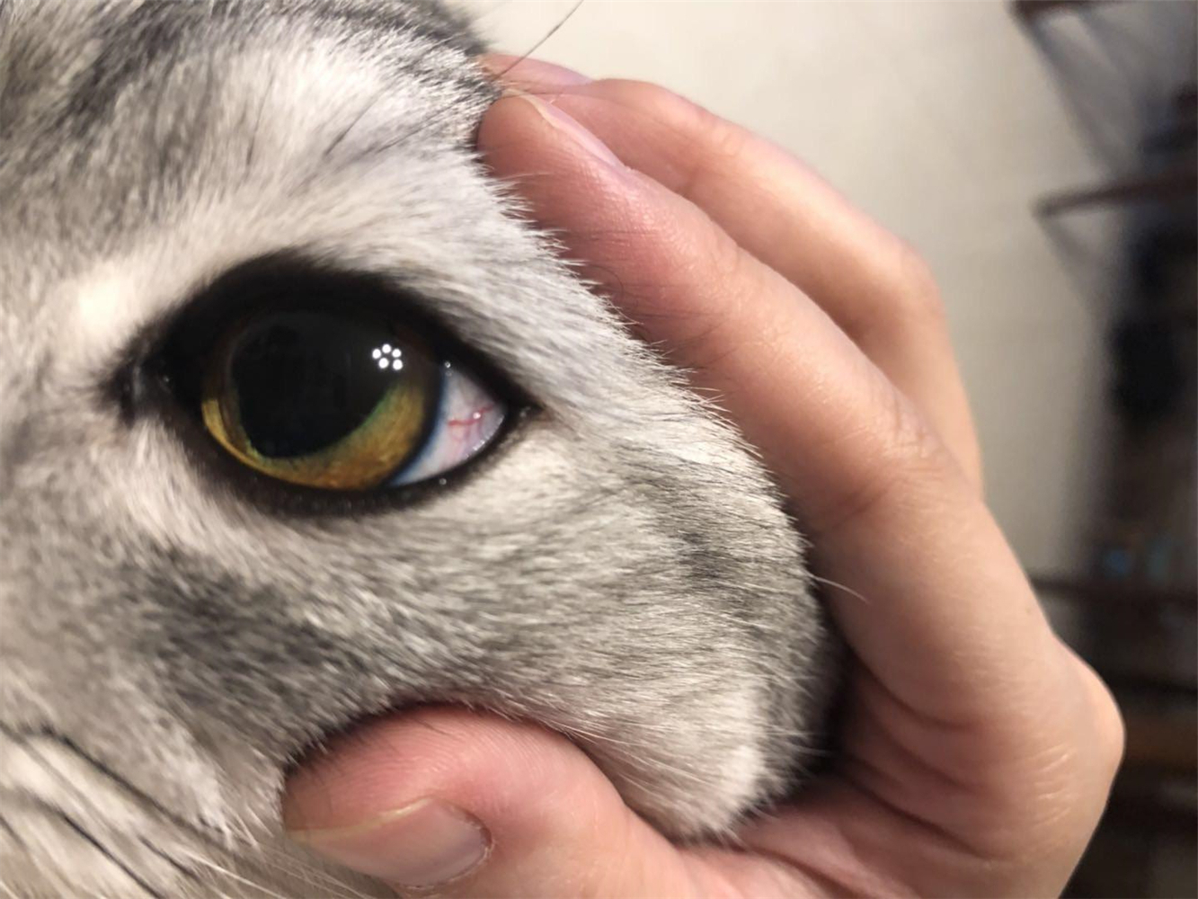 猫咪割双眼皮是什么原因,猫咪眼睑内翻必须手术吗