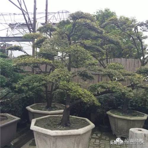 枫港柿和小叶紫檀哪个好,黑骨茶与枫港柿的区别